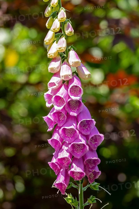 Common foxglove (Digitalis purpurea), Sieversen, Rosengarten, Lower Saxony, Germany