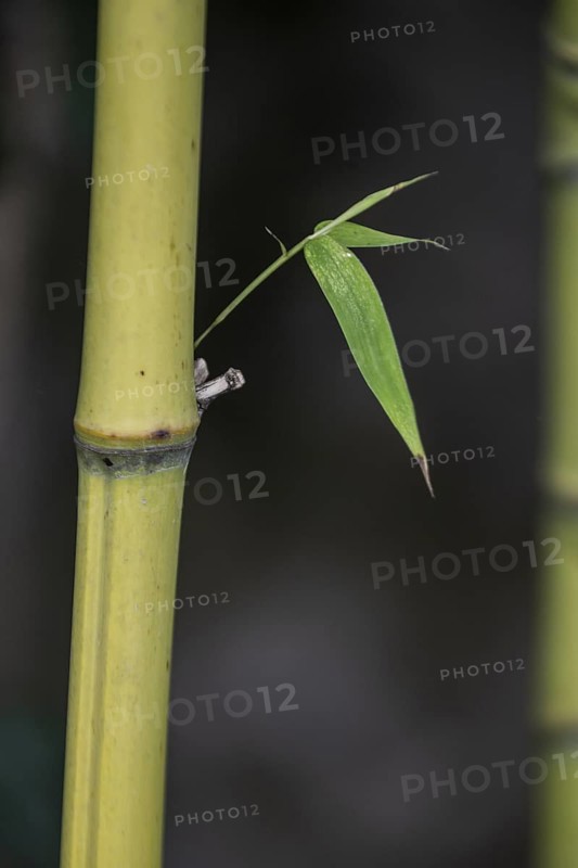 Bamboo (Phyllostachys), Veneto, Italy