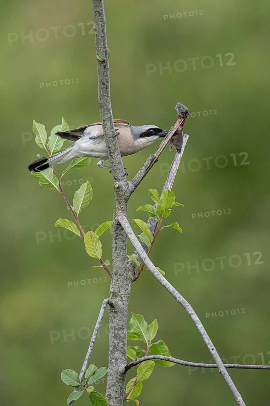 Red-backed shrike (Lanius collurio) with impaled mouse, Emsland, Lower Saxony, Germany