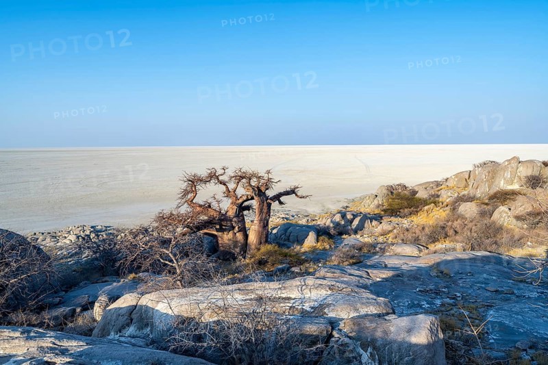 African baobab (Adansonia digitata), overlooking the salt pan in the evening light, Kubu Island (Lekubu), Sowa Pan, Makgadikgadi Salt Pans, Botswana