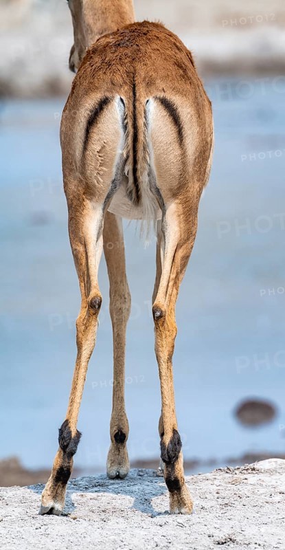 Impala (Aepyceros melampus) at a waterhole, black heeler antelope, male from behind, Nxai Pan National Park, Botswana