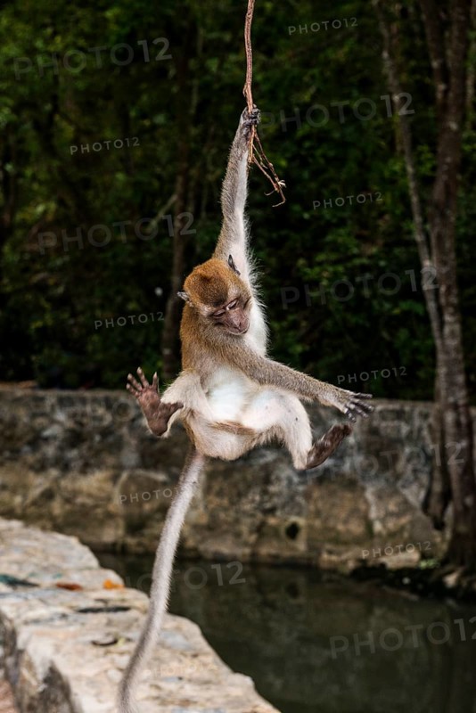 Monkey on the beach, macaque, Ao Nang Beach, Ao Nang, Krabi, Thailand