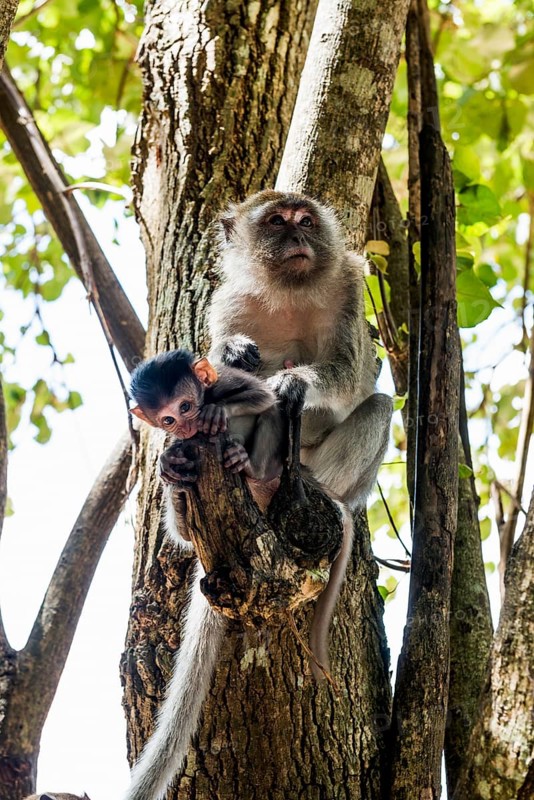 Monkeys on the beach, macaques, Ao Nang Beach, Ao Nang, Krabi, Thailand