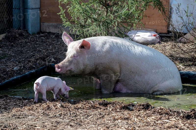Mother pig with piglet