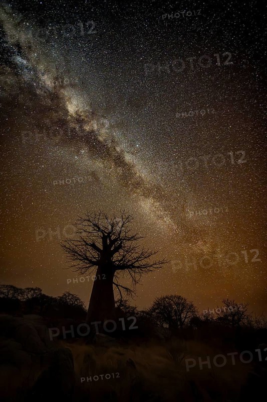 Silhouette of a baobab tree with starry sky and Milky Way, African baobab (Adansonia digitata), night shot, Kubu Island (Lekubu), Sowa Pan, Makgadikgadi Salt Pans, Botswana