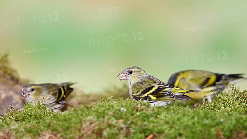 Siskin (Carduelis spinus), female sitting on moss, mossy ground, Wilnsdorf, North Rhine-Westphalia, Germany