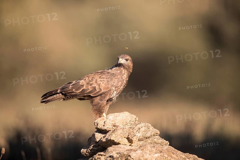 Common buzzard (Buteo buteo), Extremadura, Castilla La Mancha, Spain
