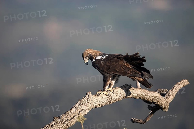Iberian Eagle (Aquila adalberti), Spanish imperial eagle, Extremadura, Castilla La Mancha, Spain