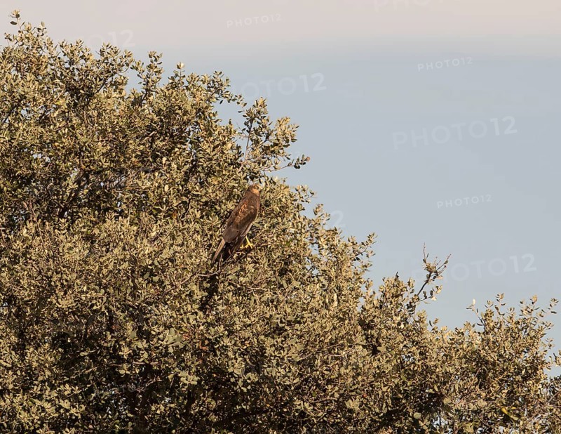 Marsh harrier (Circus aeruginosus), Extremadura, Castilla La Mancha, Spain