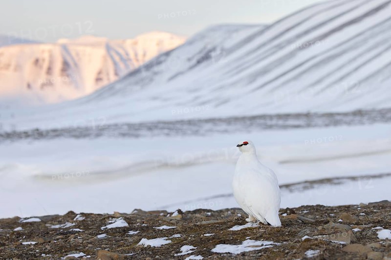 Rock ptarmigan (Lagopus muta hyperborea) male in white winter plumage with red eyebrows on snow covered tundra in spring on Svalbard, Spitsbergen