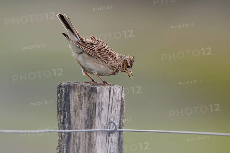 Chirping skylark (Alauda arvensis) on a fence post, Lower Rhine, North Rhine-Westphalia, Germany