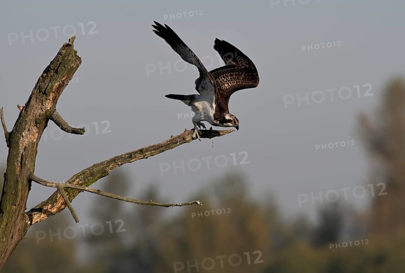 Osprey (Pandion haliaetus) flying from a tree, Lower Rhine, North Rhine-Westphalia, Germany