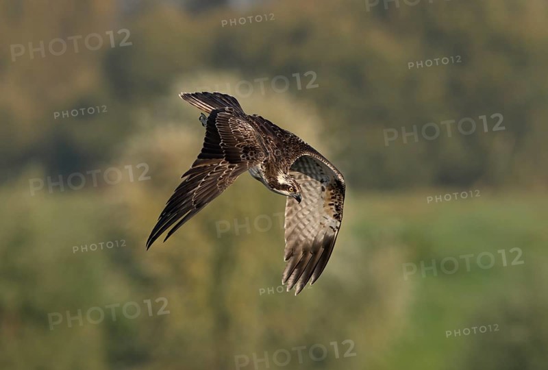 Osprey (Pandion haliaetus) in a dive, Lower Rhine, North Rhine-Westphalia, Germany