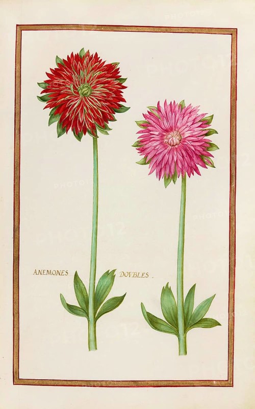 Anemone doubles, double anemone, historical, digitally enhanced reproduction from Theatrum florae (1624) by Daniel Rabel (1578 - 1637)