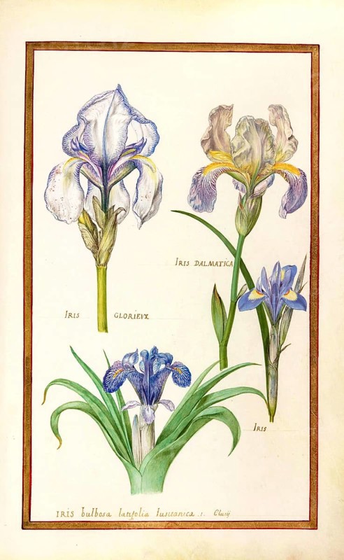 Iris, iris, historical, digitally enhanced reproduction from Theatrum florae (1624) by Daniel Rabel (1578 - 1637)