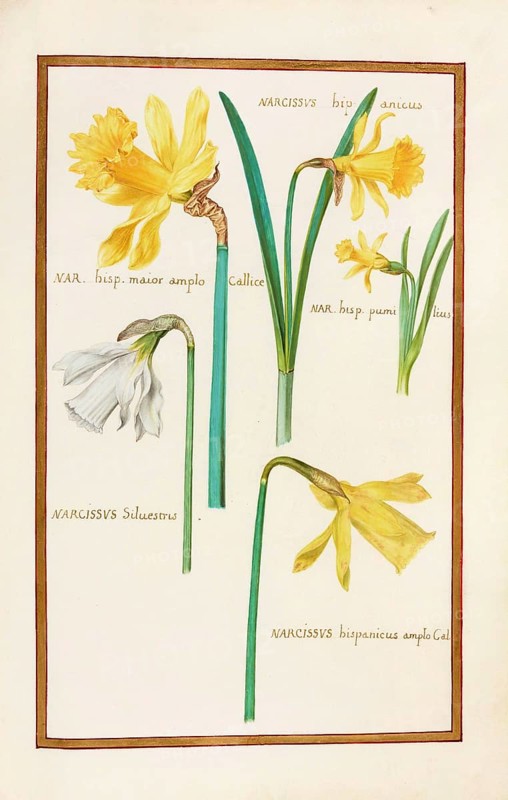 Narcissus, Narcissus, historical, digitally enhanced reproduction from Theatrum florae (1624) by Daniel Rabel (1578 - 1637)