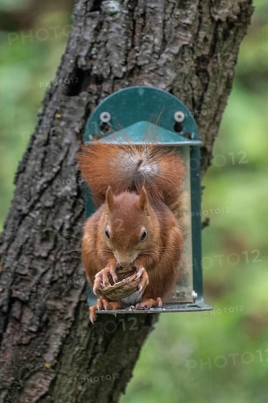 Squirrel (Sciurus vulgaris) at the feeder, North Rhine-Westphalia, Germany