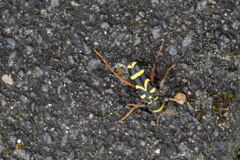 Common ram (Clytus arietis), North Rhine-Westphalia, Germany