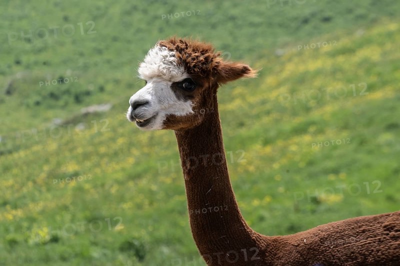 Alpaca (Vicugna pacos), Veneto, Italy
