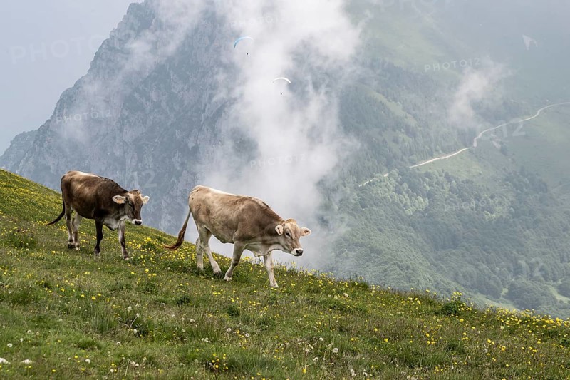 Cows (Bos taurus) on the mountain pasture, Monte Baldo, Veneto, Italy