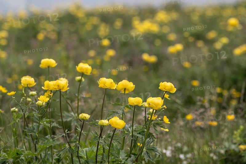 Troll flowers (Trollius europaeus), Monte Baldo, Veneto, Italy