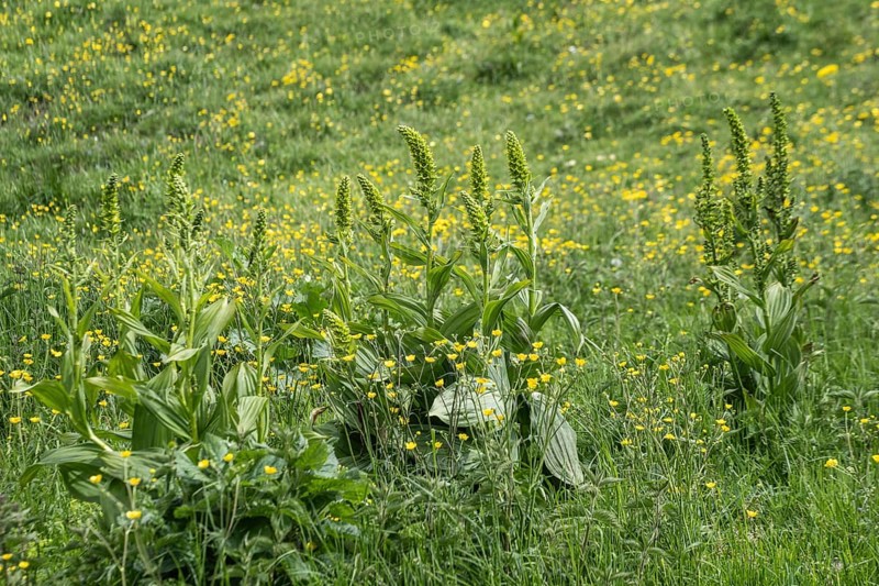 Green germer (Veratrum lobelianum), Monte Baldo, Veneto, Italy