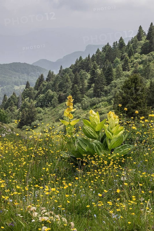 Great yellow gentian (Gentiana lutea), Monte Baldo, Veneto, Italy