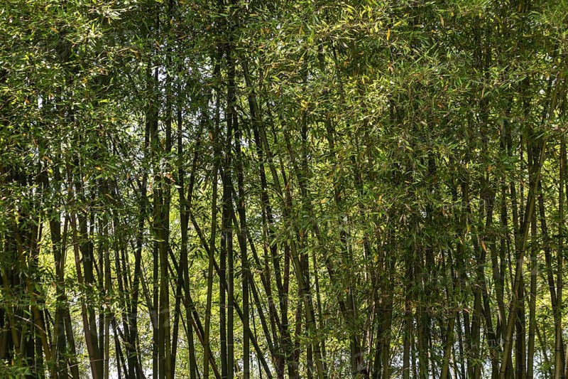 Bamboo (Phyllostachys), Lombardy, Italy