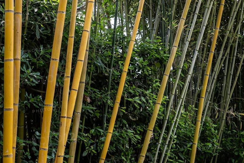 Bamboo (Phyllostachys aurea), Lombardy, Italy