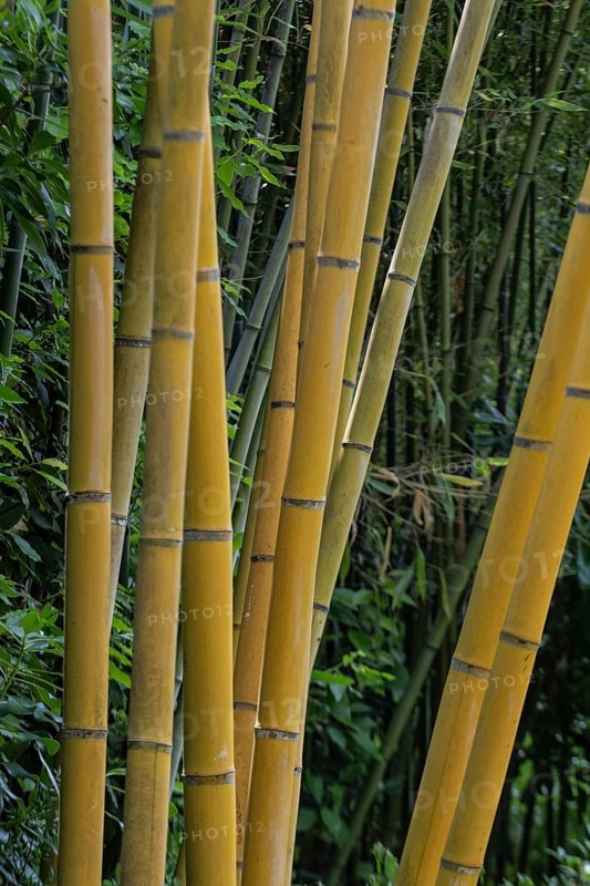 Bamboo (Phyllostachys aurea), Lombardy, Italy