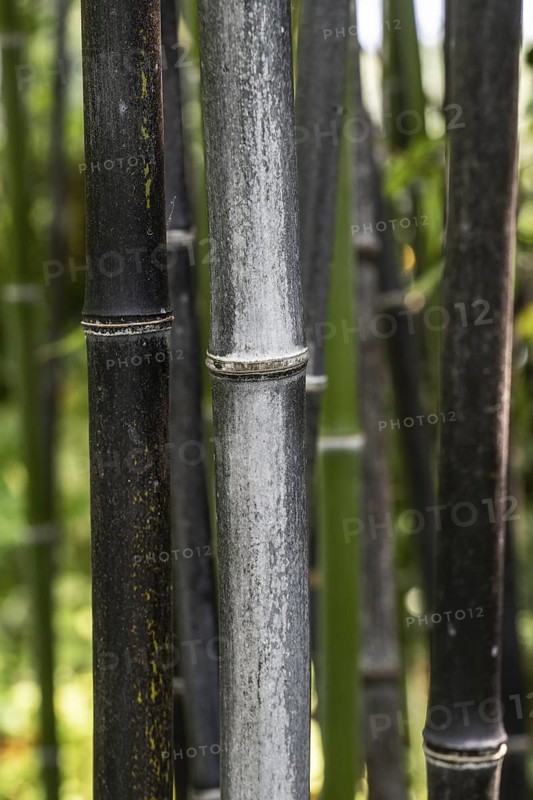 Bamboo (Phyllostachys nigra), Lombardy, Italy