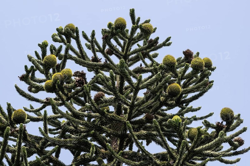 Araucaria (Araucaria araucana), Lombardy, Italy