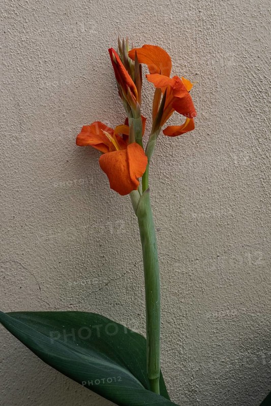 Pretoria Canna Lily (Canna indica), Veneto, Italy