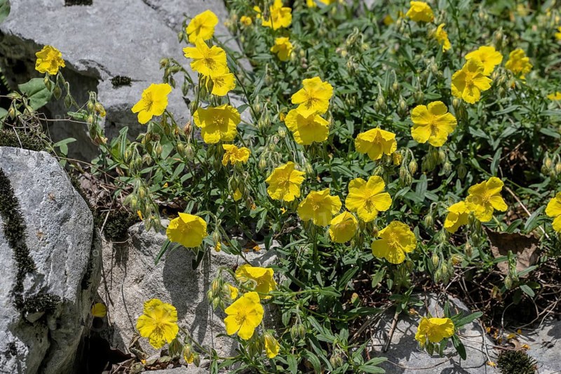 Sunflower (Helianthemum canum), Veneto, Italy