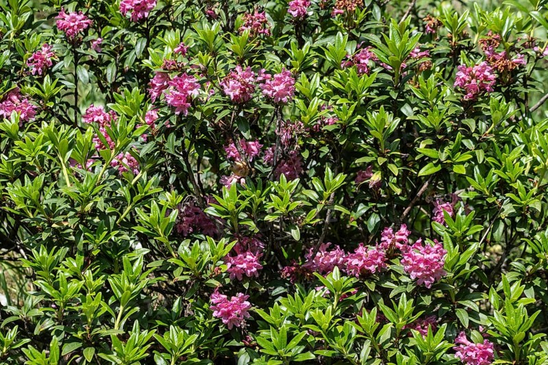 Alpine rose (Rhododendron ferrugineum), Veneto, Italy
