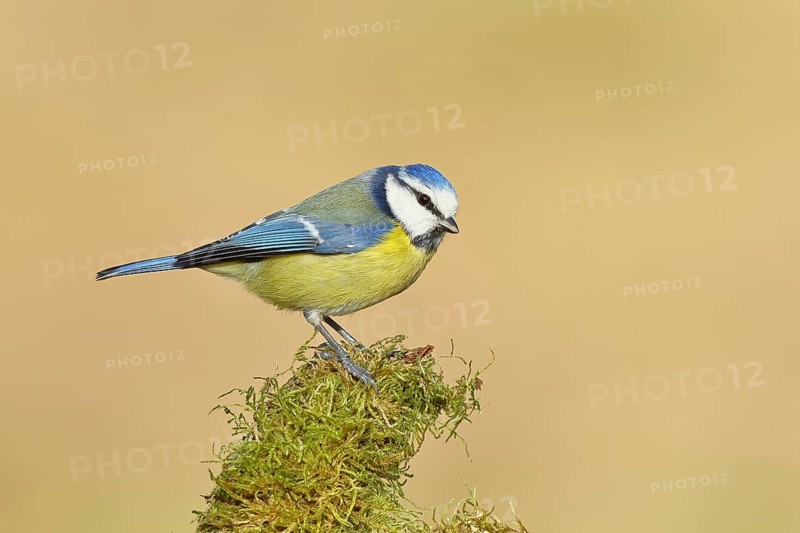 Blue tit (Parus caeruleus), sitting on moss-covered dead wood, Wilnsdorf, North Rhine-Westphalia, Germany
