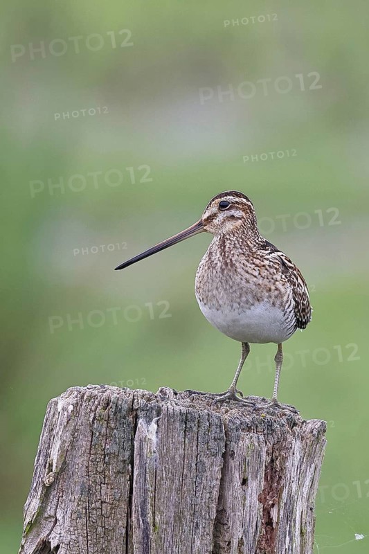 Snipe (Gallinago gallinago), standing on fence post of a pasture, on moorland, snipe birds, wildlife, nature photography, Ochsenmoor, Naturpark Dümmer See, Hüde, Lower Saxony, Germany