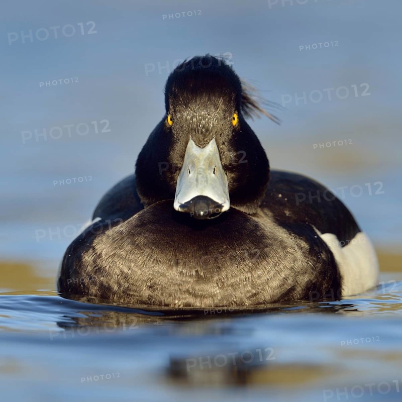 Direct gaze, insistent eye contact... Tufted duck (Aythya fuligula), relatively common native duck species, often travelling in larger flocks in winter, conspicuous due to black and white plumage and yellow eyes, native nature, Lower Rhine, Rhineland, North Rhine-Westphalia, Germany, Western Europe