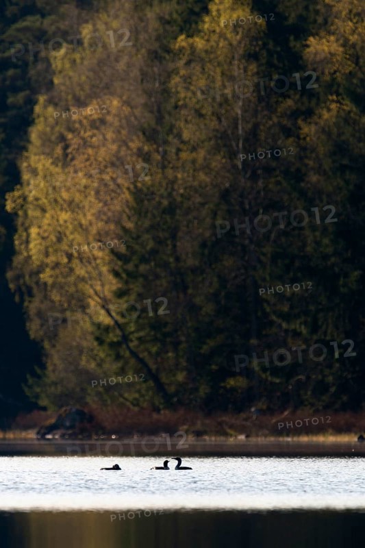 Fascinating birds... Black-throated diver (Gavia arctica), small group, flock, courtship display in spring on a remote lake somewhere in Sweden, native nature, southern Sweden, Sweden, Scandinavia, northern Europe