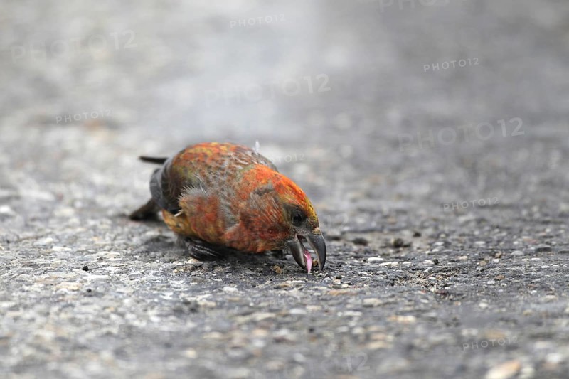 Spruce crossbill (Loxia curvirostra) male picks up minerals on a tarmac road, Allgäu, Bavaria, Germany, Allgäu, Bavaria, Germany