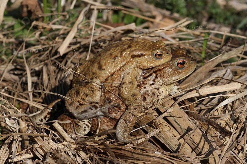 Common toads (Bufo bufo) Female carries male piggyback to spawning waters, Allgäu, Bavaria, Germany, Allgäu, Bavaria, Germany