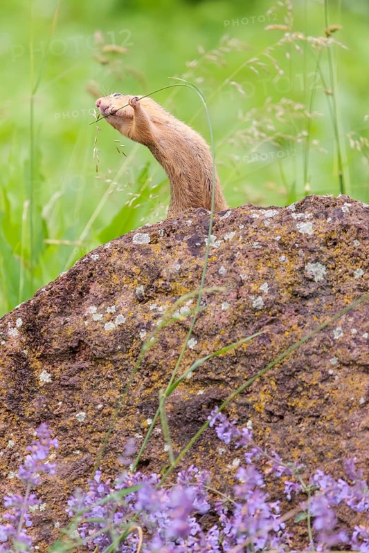 An adult European ground squirrel (Spermophilus citellus) or European souslik stands on a rock in a meadow with tall green vegetation and eats from it