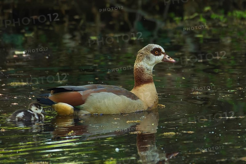 A Nile Goose (Alopochen aegyptiaca) swims comfortably with a chick on a pond in the forest, animal photo, nature photo, wildlife, fauna, Neustadt am Rübenberge, Hanover Region, Lower Saxony, Germany