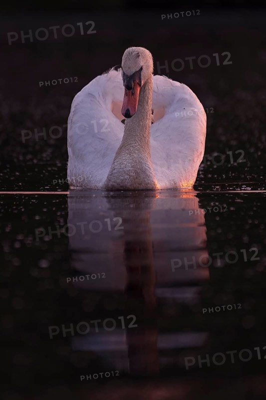 A Mute Swan (Cygnus olor) swimming on the Steinhuder Meer in the evening light, animal photo, bird, bird species, nature photo, wildlife, fauna, Hagenburg, Lower Saxony, Germany