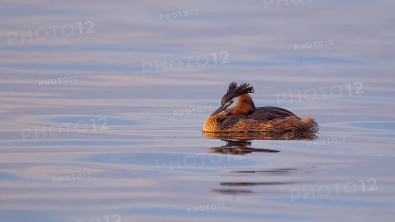 A great crested grebe (Podiceps Scalloped ribbonfish) swimming on the Steinhuder Meer, animal photo, bird, bird species, nature photo, wildlife, fauna, Hagenburg, Lower Saxony, Germany