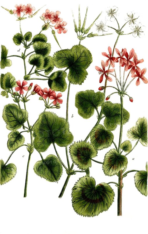 Cranesbill plants of the species Geranium Africanum, historical, digitally restored reproduction from a 19th century model