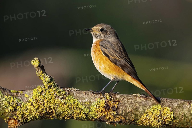Redstart (Phoenicurus phoenicurus) Germany