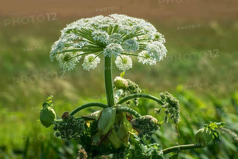 Flowering Giant Hogweed, (Heracleum mantegazzianum) an invasive species that is difficult to eradicate, in Glemminge, Ystad Municipality, Skåne County, Sweden, Scandinavia