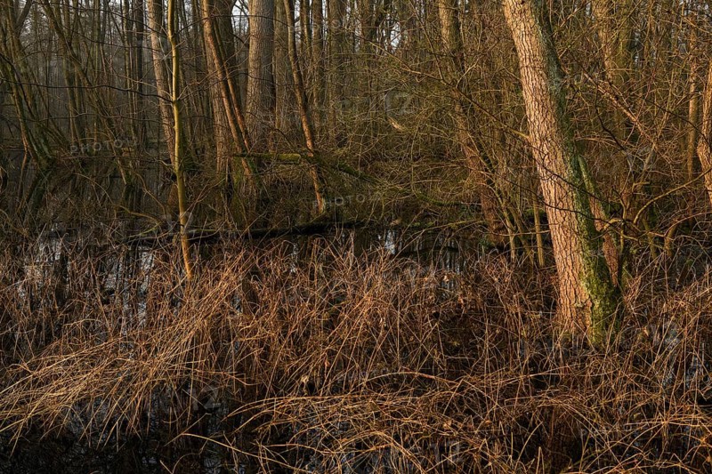 In the quarry forest, swamp forest... Meerbusch (Lanker Bruch), swampy alluvial forest with alders, poplars, ash trees and dense undergrowth, alder swamp forest in the area of a Rhine meander that silted up centuries ago, old Rhine, endangered native nature, landscape in North Rhine-Westphalia, Germany, Meerbusch, Rhine district of Neuss, North Rhine-Westphalia, Western Europe