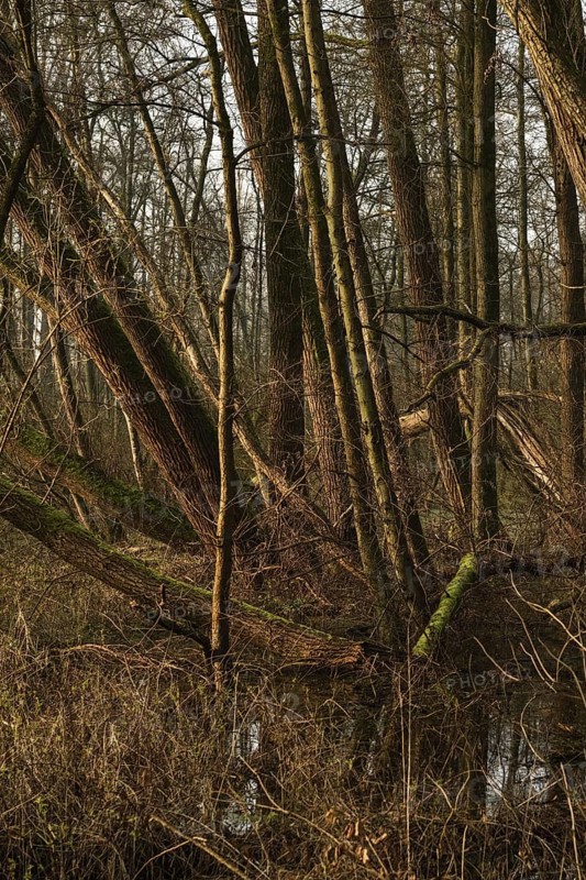 In the quarry forest, swamp forest... Meerbusch (Lanker Bruch), swampy alluvial forest with alders, poplars, ash trees and dense undergrowth, alder swamp forest in the area of a Rhine meander that silted up centuries ago, old Rhine, endangered native nature, landscape in North Rhine-Westphalia, Germany, Meerbusch, Rhine district of Neuss, North Rhine-Westphalia, Western Europe